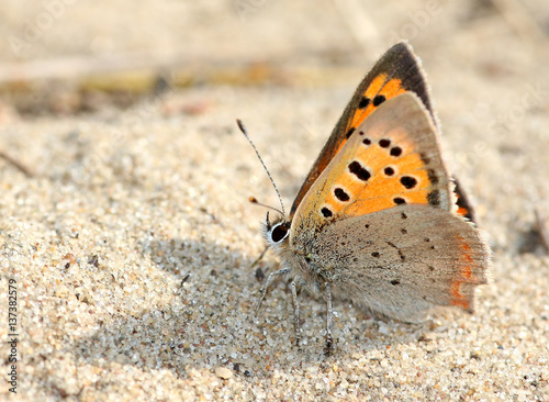Male European Small Copper butterfly (Lycaena phlaeas)  posing on the ground.
