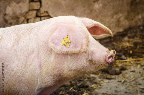 Pig on the farm. Domestic animal in the pen. photo