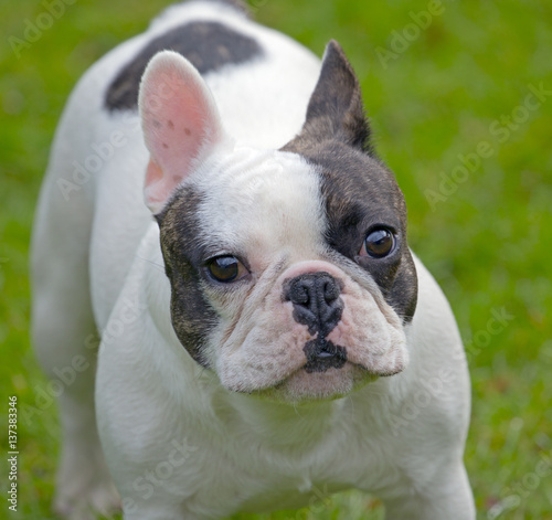 French Bulldog portrait in garden © Ernie