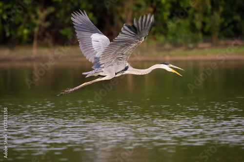 Close up of a White necked heron flying over a calm river, Pantanal, Brazil © Uwe Bergwitz