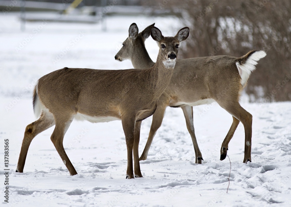 Beautiful isolated background with two wild deer on the snowy field Beautiful isolated background with two wild deer on the snowy field