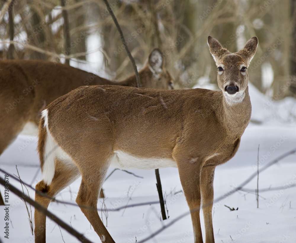 Beautiful isolated image with a wild deer in the snowy forest Beautiful isolated image with a wild deer in the snowy forest