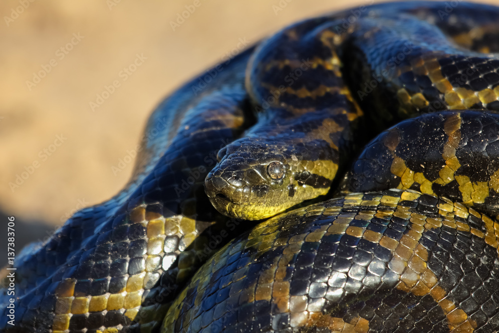 Close up of young Yellow anaconda laying on the ground, Pantanal, Brazil Close up of young Yellow anaconda laying on the ground, Pantanal, Brazil