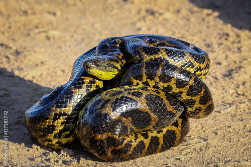 Close up of young Yellow anaconda laying on the ground, Pantanal, Brazil photo