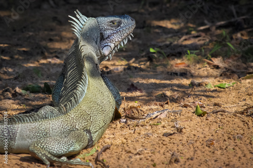 Green Iguana resting in the half shadow on the ground  Pantanal  brazil