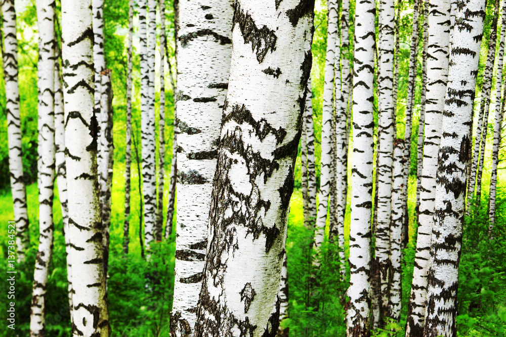 Obraz premium summer in sunny birch forest