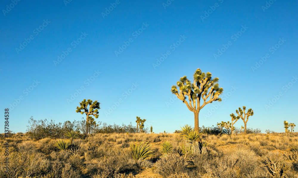 Several Joshua trees (Yucca brevifolia)