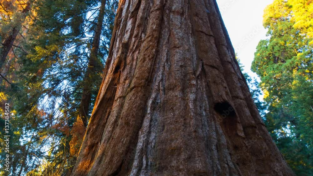 MoCo Timelapse Tracking Shot of Sunset Light on Giant Sequoia -Zoom Out- MoCo Timelapse Tracking Shot of Sunset Light on Giant Sequoia -Zoom Out-
