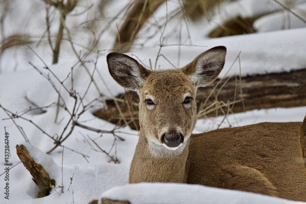 Beautiful isolated background with a wild deer in the snowy forest