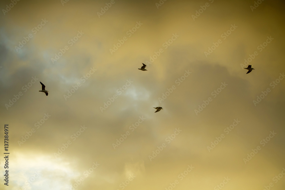 Fototapeta premium Flock of birds fly in air on cloudy sky