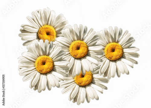 Fototapeta Naklejka Na Ścianę i Meble -  chamomile flowers isolated on white background