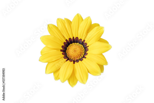 yellow flower isolated on white background