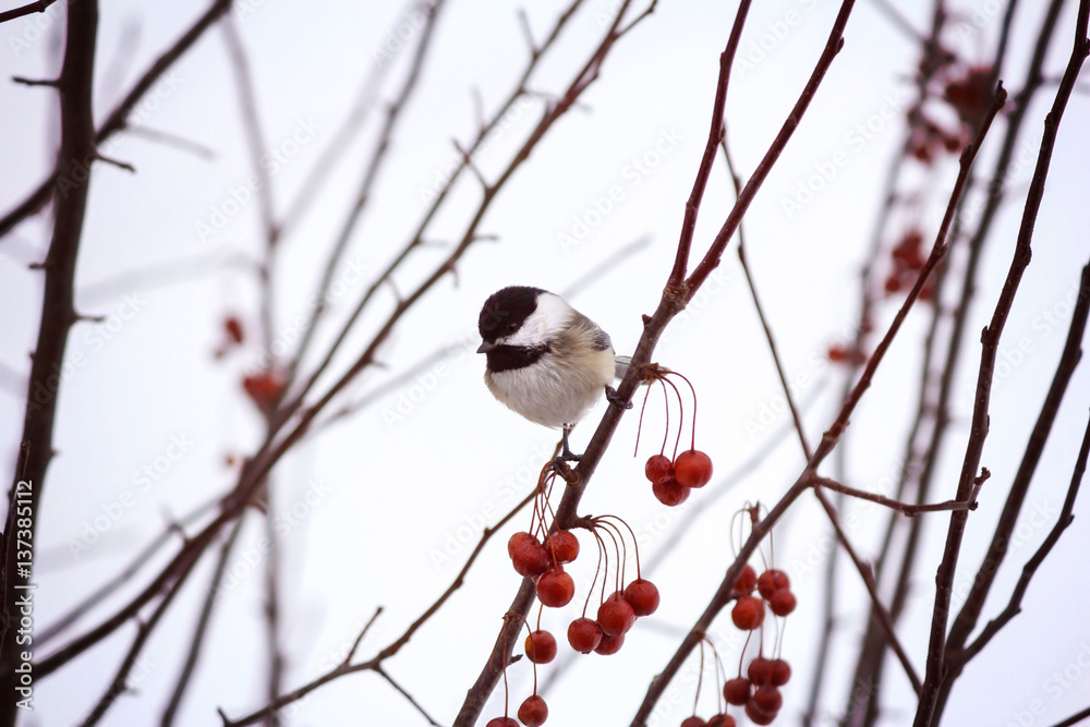 Black capped chickadee