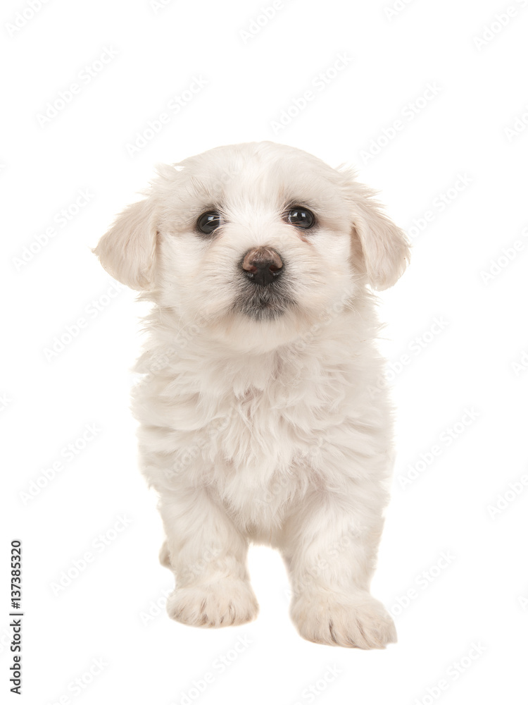 Cute white standing maltese puppy isolated on a white background seen from the front Cute white standing maltese puppy isolated on a white background seen from the front