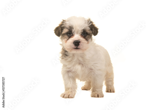 Fototapeta Naklejka Na Ścianę i Meble -  Brown and white standing boomer puppy facing the camera isolated on a white background