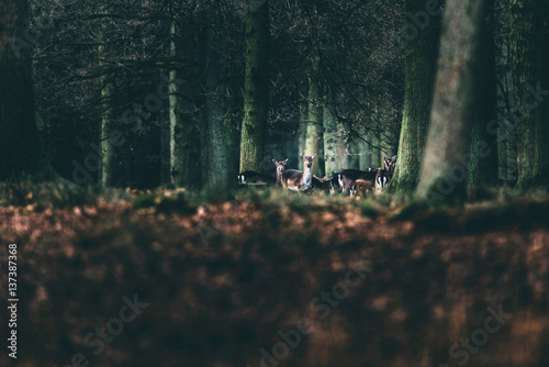 Alert herd of fallow deer doe in forest looking towards camera.