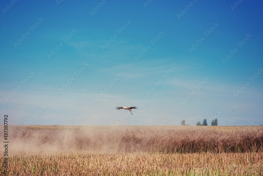 Stork on a field of golden wheat blue sky Stork on a field of golden wheat blue sky
