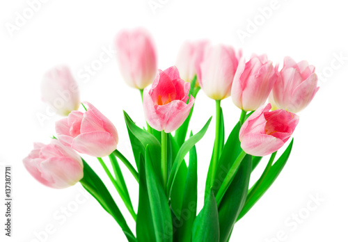 Beautiful Pink tulips flowers isolated on white background.