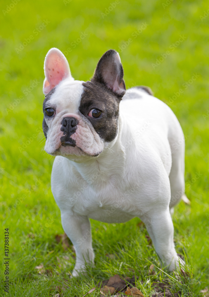 French Bulldog portrait in garden