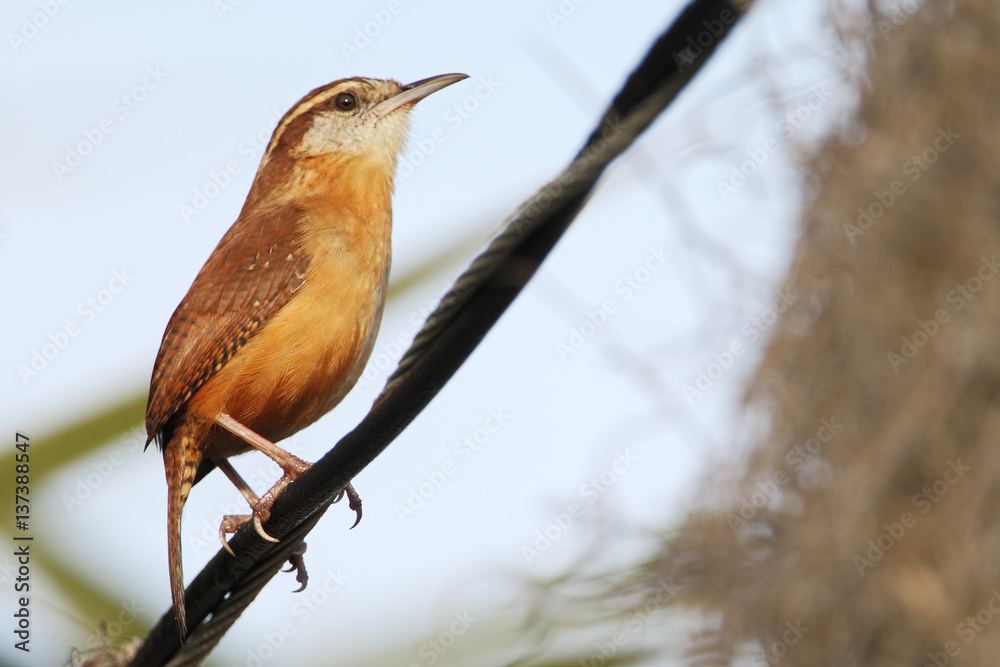 Fototapeta premium Carolina wren (Thryothorus ludovicianus) on wire, Kissimmee, Florida, USA