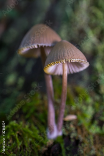 Mycena sp. Small mushrooms in a forest of chestnut trees.