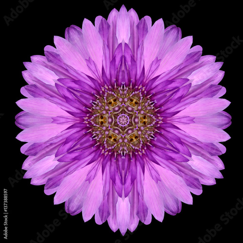 Purple Mandala Flower Kaleidoscope Isolated on Black