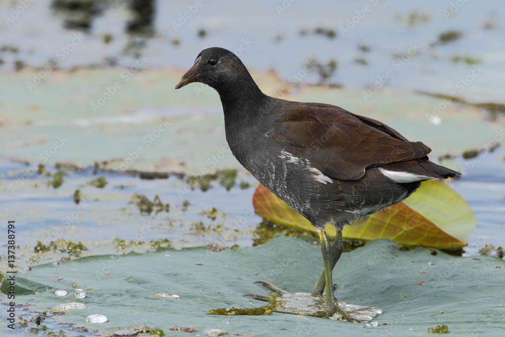 Common gallinule (Gallinula galeata) standing on water lily leaf, Brazos Bend State Park, Texas, USA Common gallinule (Gallinula galeata) standing on water lily leaf, Brazos Bend State Park, Texas, USA
