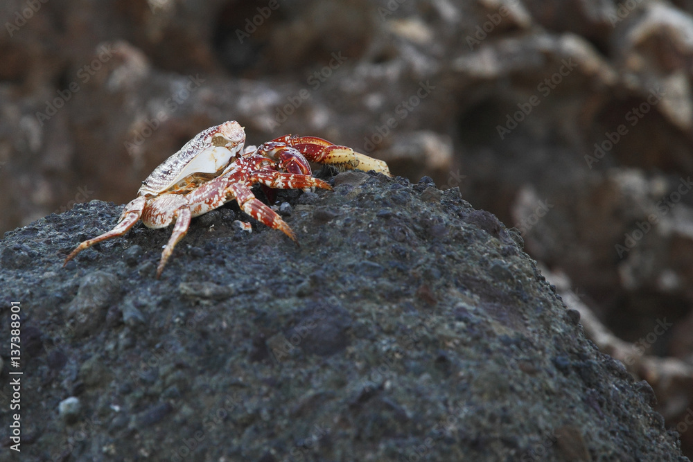 Crab on rock, Puerto Rico