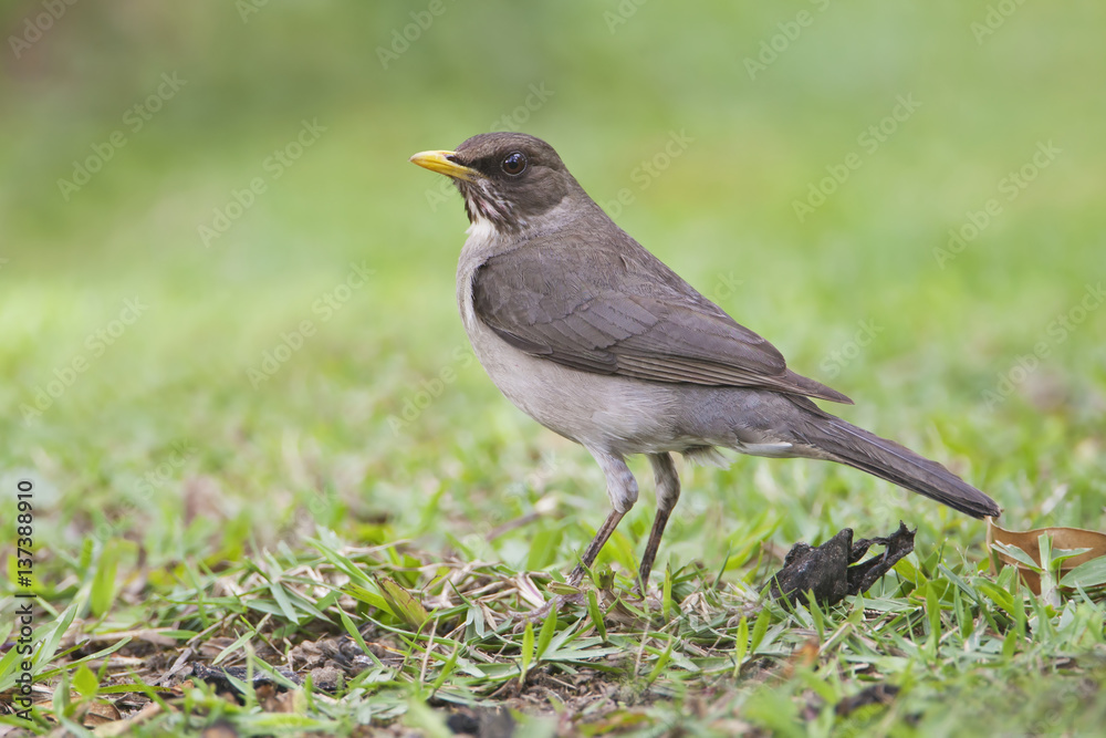 Creamy-bellied Thrush (Turdus amaurochalinus) standing in grass in garden, Itanhaem, Brazil Creamy-bellied Thrush (Turdus amaurochalinus) standing in grass in garden, Itanhaem, Brazil