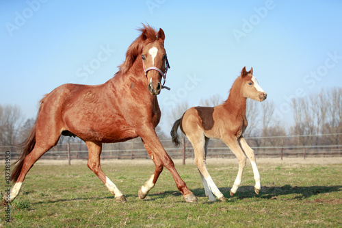 Ponystute mit Fohlen