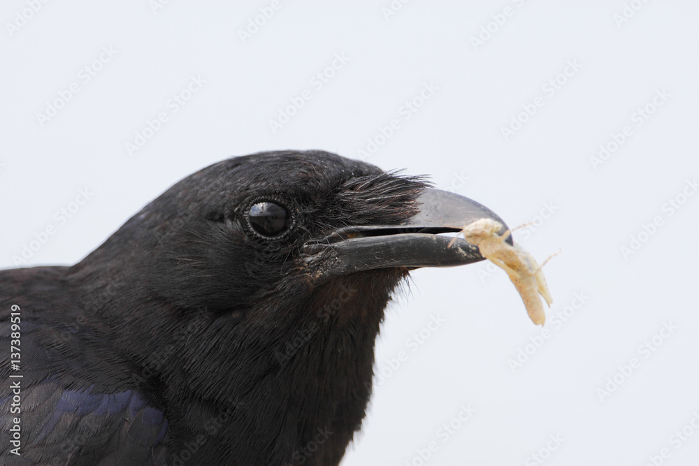 Fish Crow (Corvus ossifragus) with small prey, close up, Cape May State Park, New Jersey, USA Fish Crow (Corvus ossifragus) with small prey, close up, Cape May State Park, New Jersey, USA