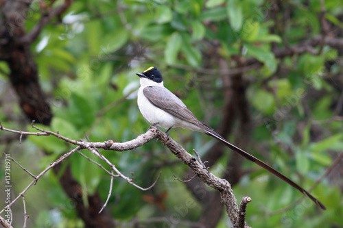 Fork-tailed Flycatcher (Tyrannus savana) on tree branch showing yellow crest, Brasilia, Brazil