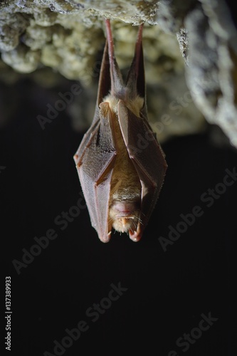 Lesser Horseshoe Bat Rhinolophus hipposideros