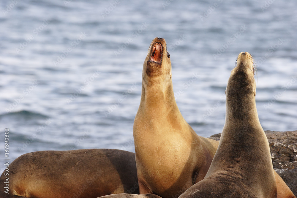 Obraz premium Galapagos Sea Lion, head throw, South Plaza, Galapagos Islands