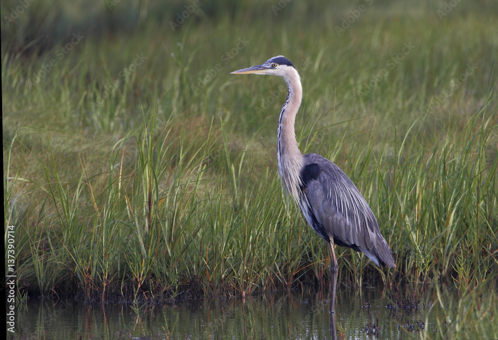 Great blue heron (Ardea herodias) standing in water, Edwin B. Forsythe National Wildlife Refuge, New Jersey, USA Great blue heron (Ardea herodias) standing in water, Edwin B. Forsythe National Wildlife Refuge, New Jersey, USA
