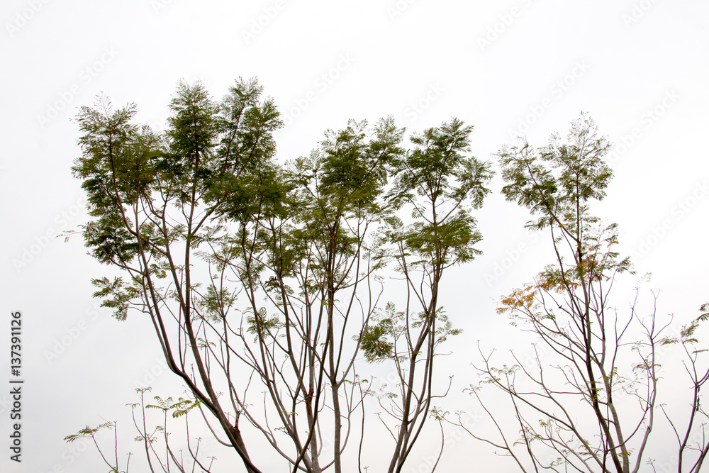 branch of treetop and sky ,white background of treetop branch of treetop and sky ,white background of treetop
