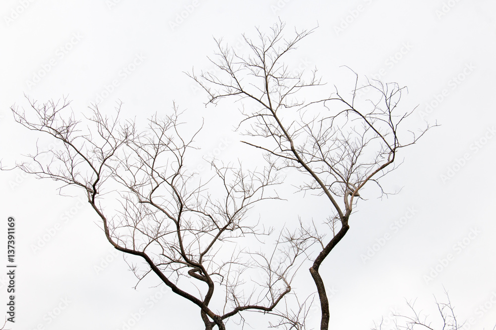 branch of treetop and sky ,white background of treetop branch of treetop and sky ,white background of treetop