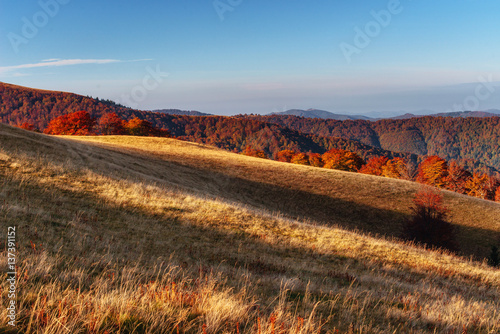 birch forest in sunny afternoon while autumn season 