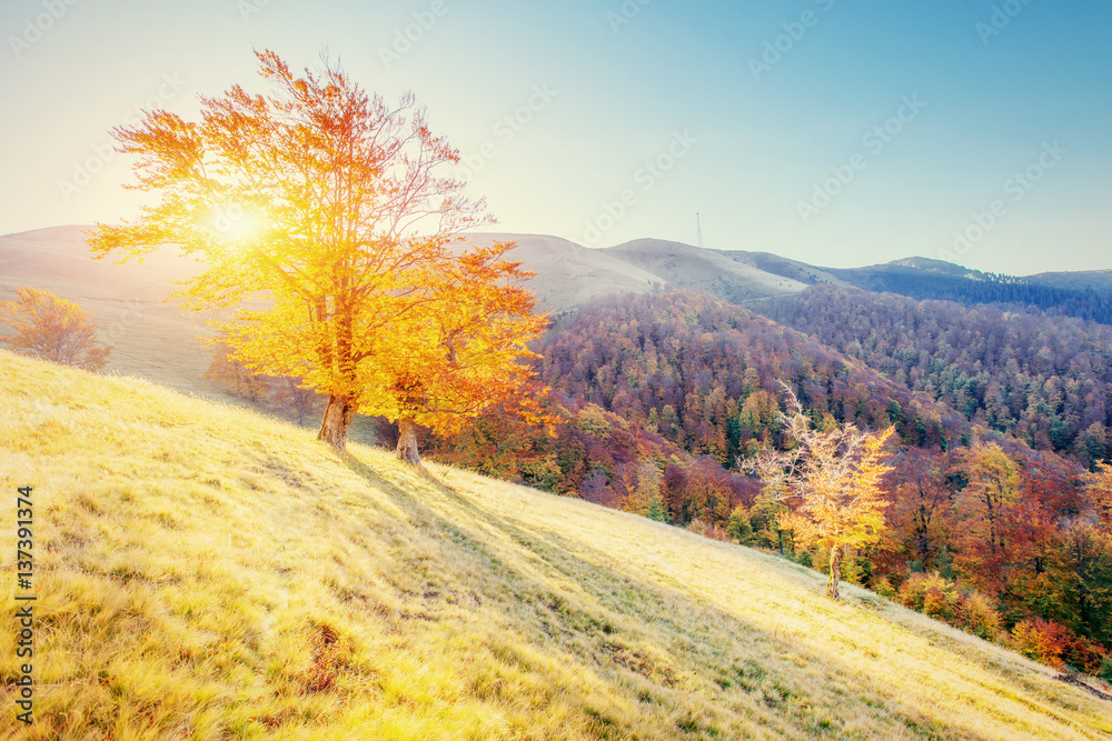 birch forest in sunny afternoon while autumn season.