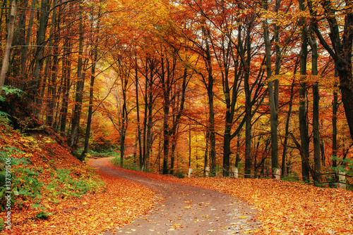 Fototapeta Naklejka Na Ścianę i Meble -  autumn alley. Beauty world. Carpathians. Ukraine, Europe