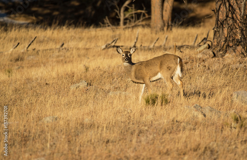 White Tail deer eating grass in winter on plains