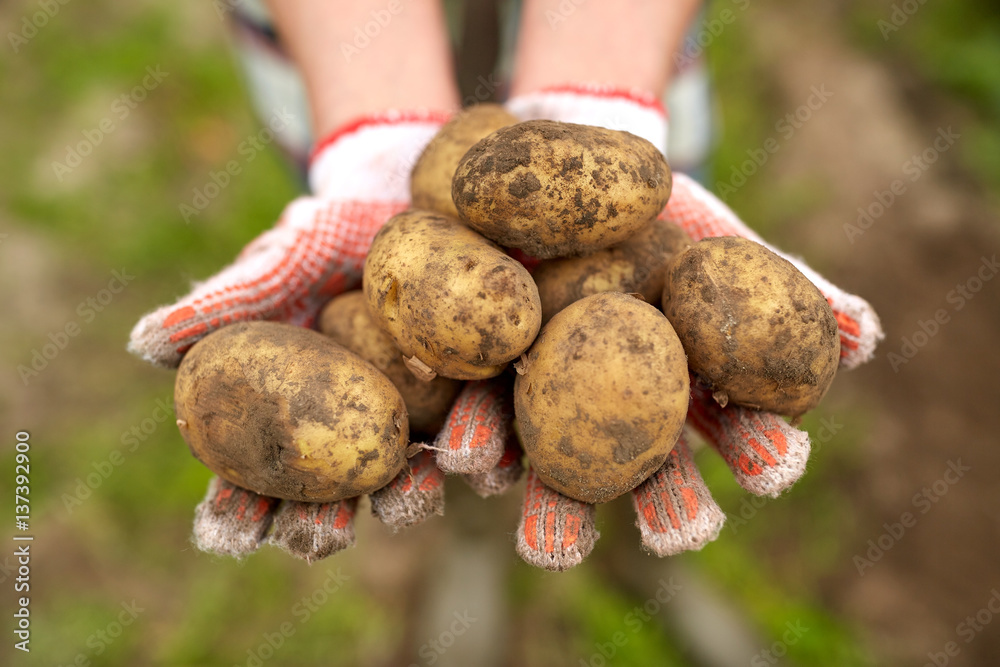farmer hands holding potatoes at farm farmer hands holding potatoes at farm