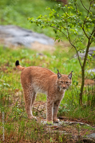 eurasian lynx, lynx lynx, Germany © prochym