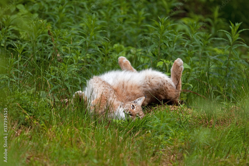 Fototapeta premium eurasian lynx, lynx lynx, Germany