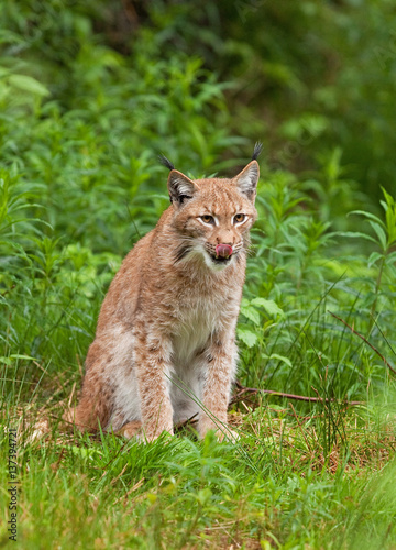 eurasian lynx, lynx lynx, Germany