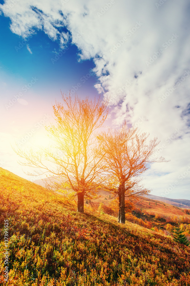 Fototapeta premium mountain range in the Carpathian Mountains in the autumn season.