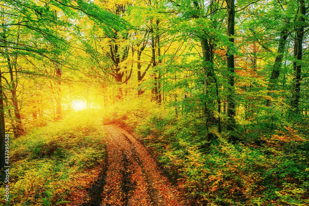 Obraz premium autumn alley. Beauty world. Carpathians. Ukraine, Europe