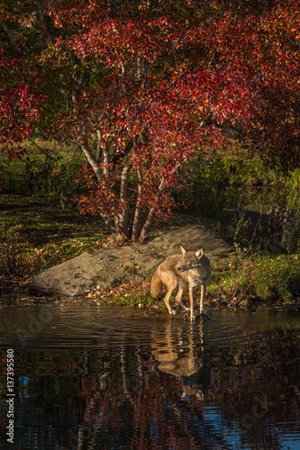 Coyote  Canis latrans  Reflected in Water