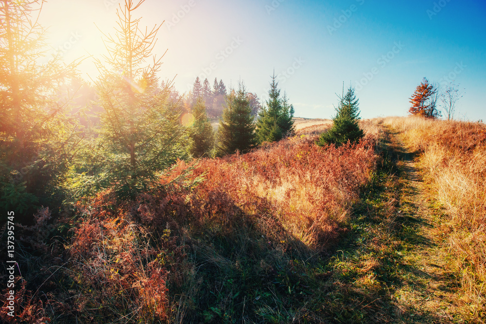 Fototapeta premium mountain range in the Carpathian Mountains in the autumn season
