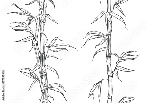 hand drawn illustration with seamless pattern bamboo stalk and leaves. vector eps 8